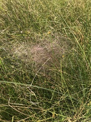 Agrostis montevidensis