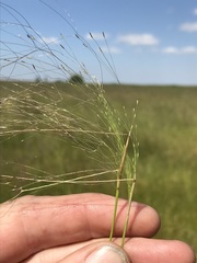 Agrostis montevidensis