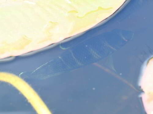Black mangrove cichlid (Pelmatolapia mariae) — Cichlidae