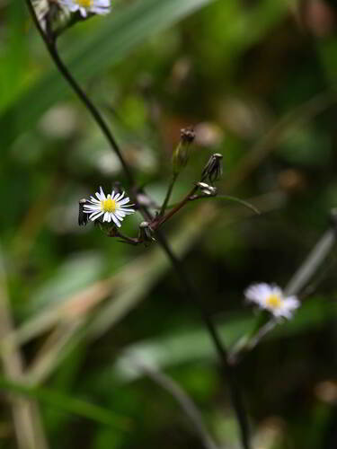 Bahaman aster (Symphyotrichum bahamense)