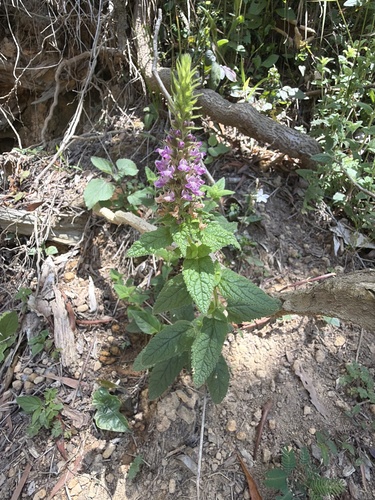 Teucrium argutum, photograph 3