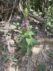 Teucrium argutum, photograph (c) Martin Hannan-Jones, some rights reserved (CC BY)