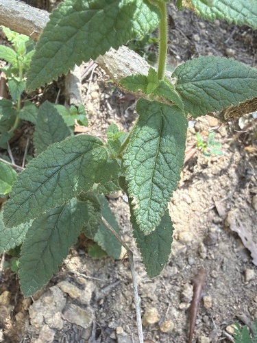 Teucrium argutum, photograph 4