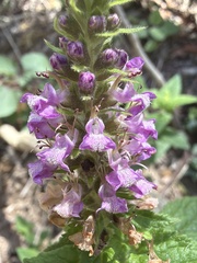 Teucrium argutum, photograph (c) Martin Hannan-Jones, some rights reserved (CC BY)
