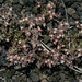 Polycarpaea aristata - Photo ללא זכויות יוצרים, הועלה על ידי Ina