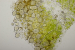 Protomycopsis bellidis