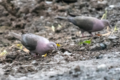 Patagioenas plumbea