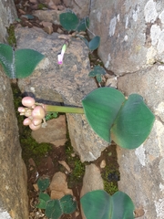 Haemanthus humilis