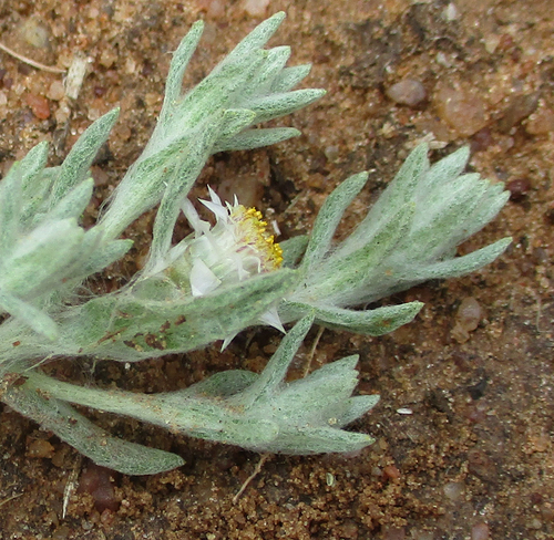 Helichrysum cerastioides image