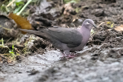 Patagioenas plumbea