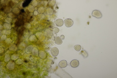 Protomycopsis bellidis
