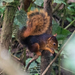 Southern Amazon Red Squirrel - Photo (c) Chloe and Trevor Van Loon, some rights reserved (CC BY-NC), uploaded by Chloe and Trevor Van Loon