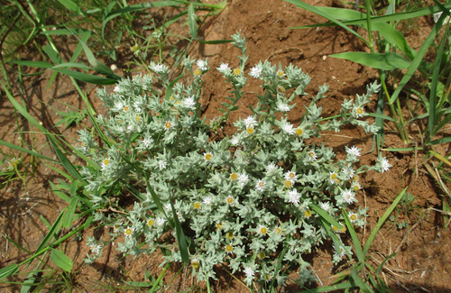 Helichrysum cerastioides image