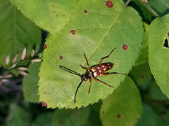 Typocerus velutinus