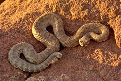 Crotalus oreganus concolor