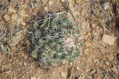 Coryphantha clavata