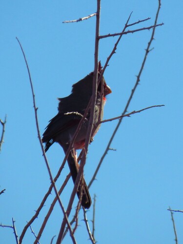 Pyrrhuloxia (Cardinalis sinuatus), photo 2