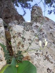 Ornithogalum juncifolium