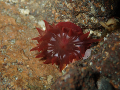 Anemonia sargassensis