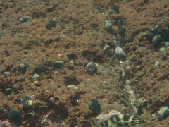 Nerita senegalensis