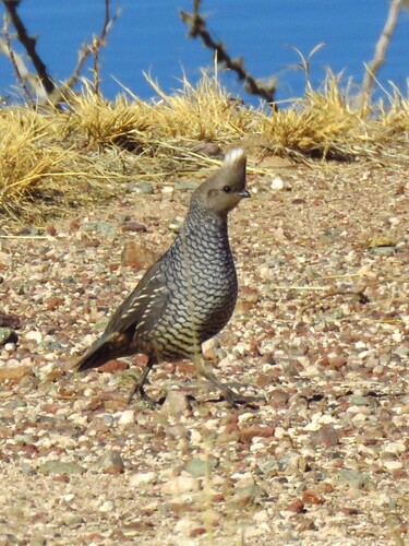 Scaled Quail (Callipepla squamata), photo 5