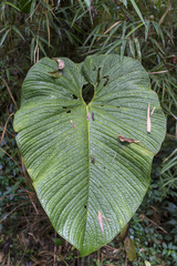 Anthurium corrugatum