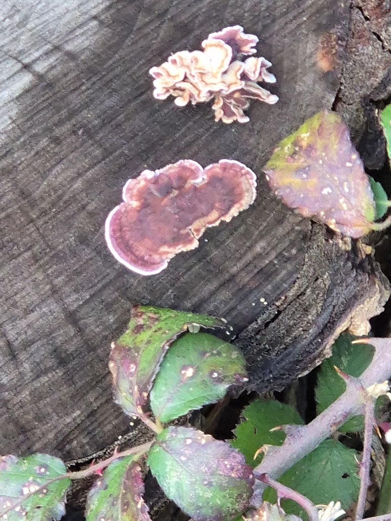 Chondrostereum purpureum · January 2026 · photo: © mattnewnham (iNaturalist, cc0)