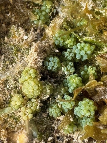 Caulerpa racemosa observed 2026-01-24