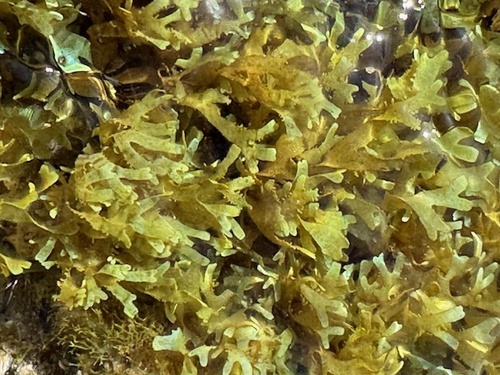 Dictyota observed 2026-01-24