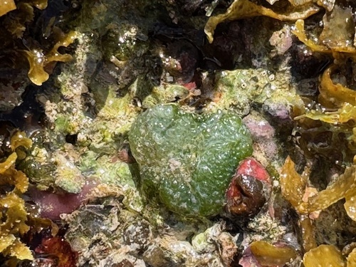 Dictyosphaeria versluysii observed 2026-01-24