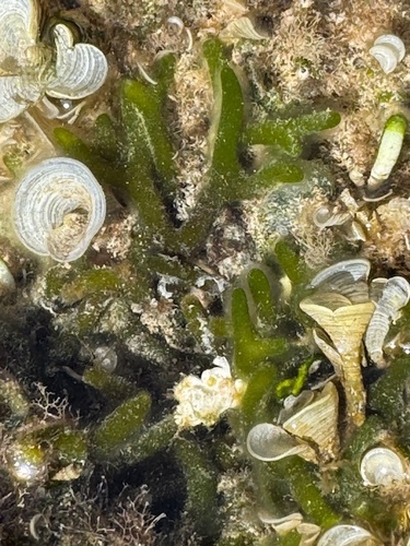 Codium edule observed 2026-01-24