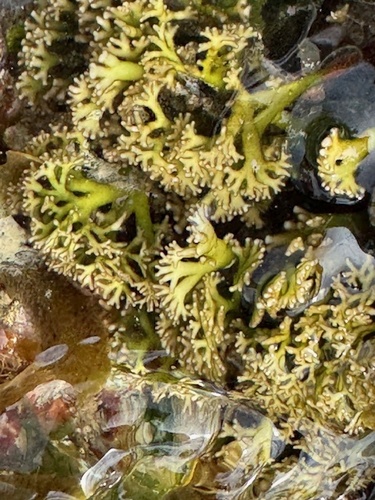 Gymnogongrus flabelliformis