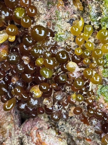Botryocladia, 2026-01-24
