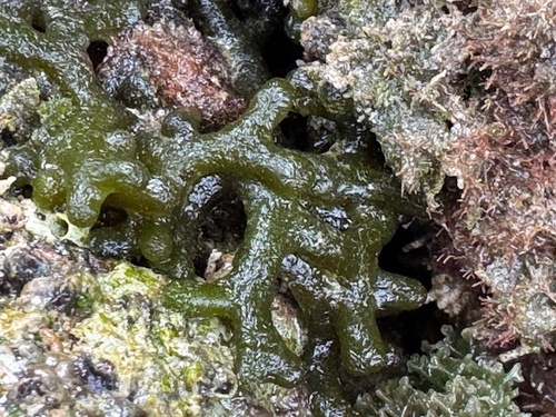Codium edule observed 2026-01-24