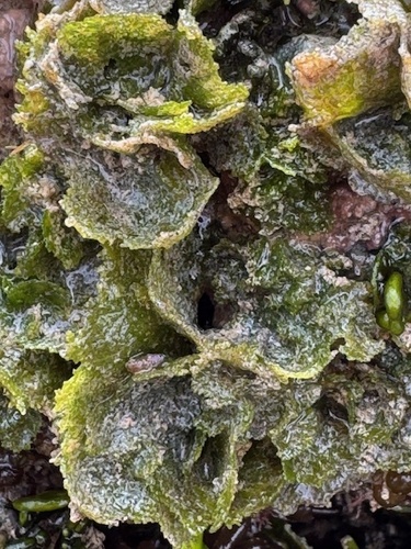 Microdictyon setchellianum observed 2026-01-24
