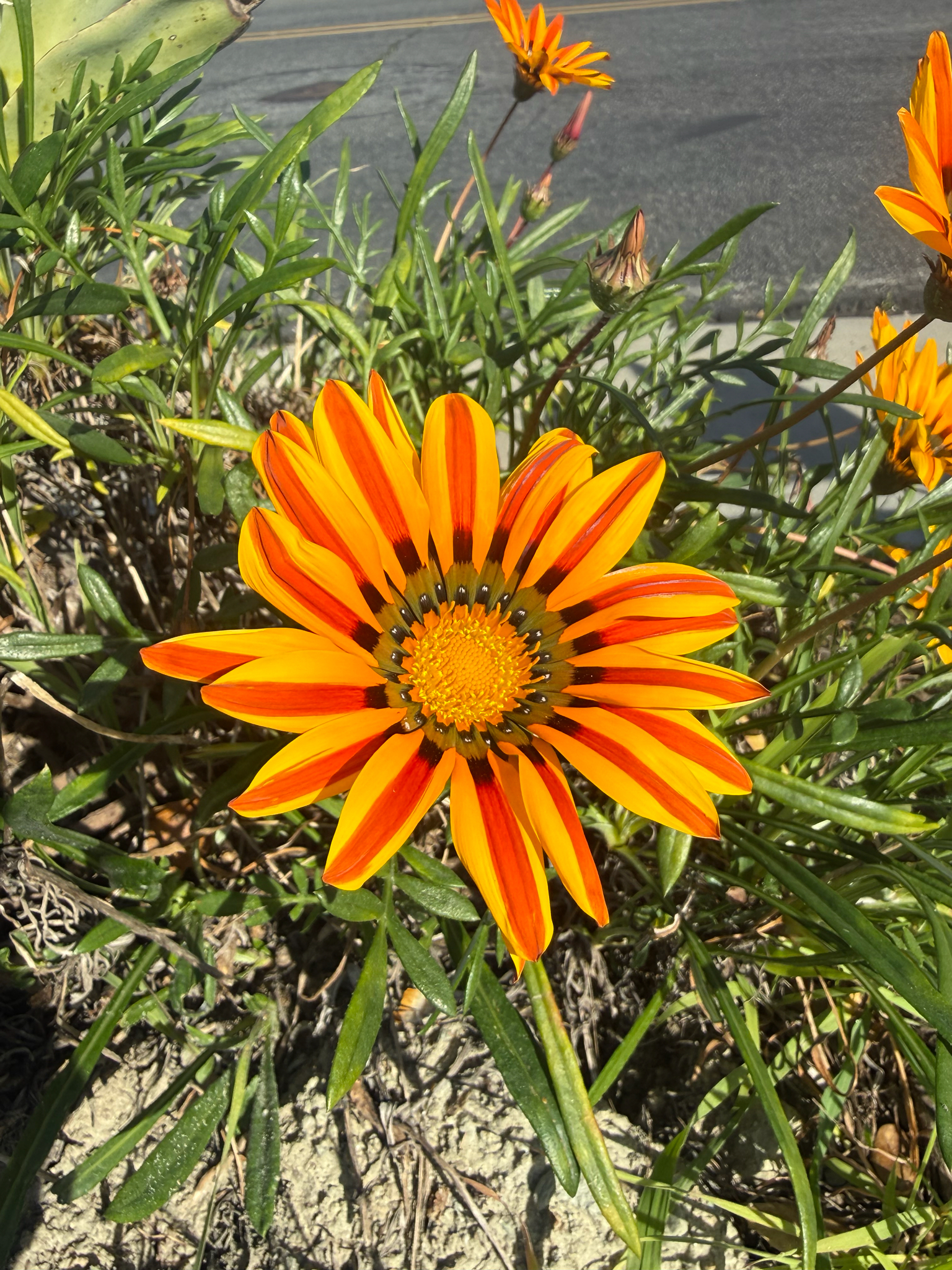 Imagem de Gazania