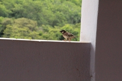 Passer domesticus