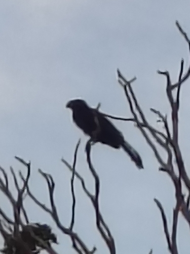 Smooth-billed Ani