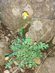 Bolandia pedunculosa
