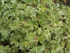 Tarasa tenella