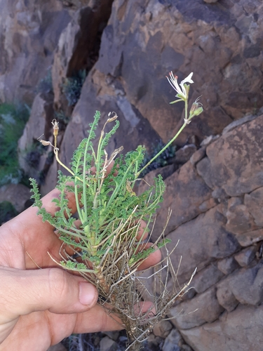 Image of Pelargonium tragacanthoides by (c) Brian du Preez, some rights reserved (CC BY-SA)