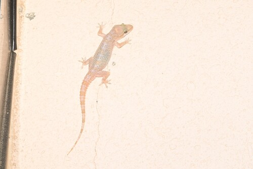 Asir Mountains Half-toed Gecko, Hemidactylus asirensis