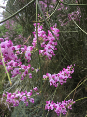 Carmichaelia glabrescens