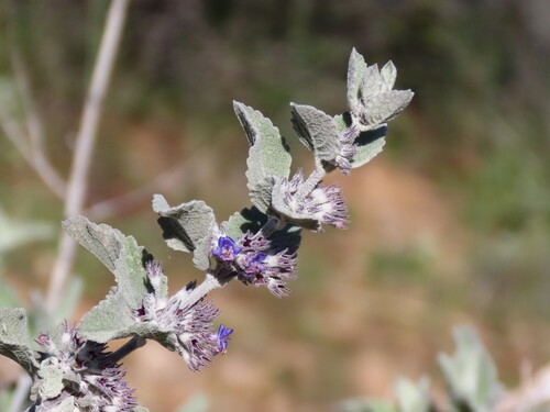 desert lavender (Hyptis emoryi)