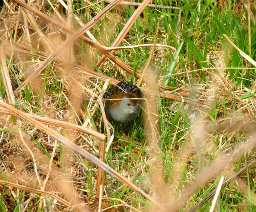 Baillon's Crake photographed in Ireland