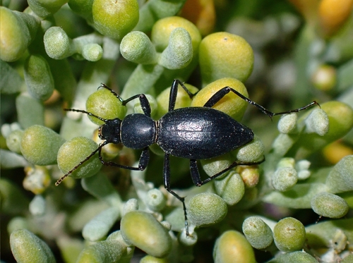 Eulipus elongatus