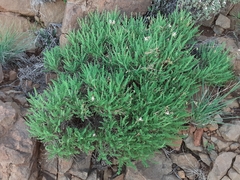Pelargonium tragacanthoides