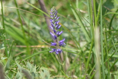 Veronica satureiifolia