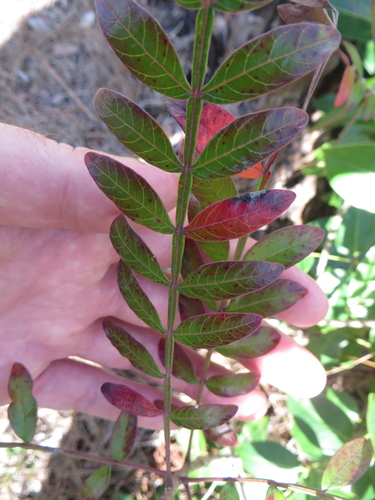 Winged sumac