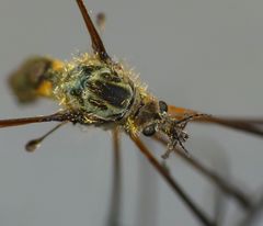 Leptotarsus rufibasis